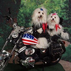 Meet your Posher, Sophie